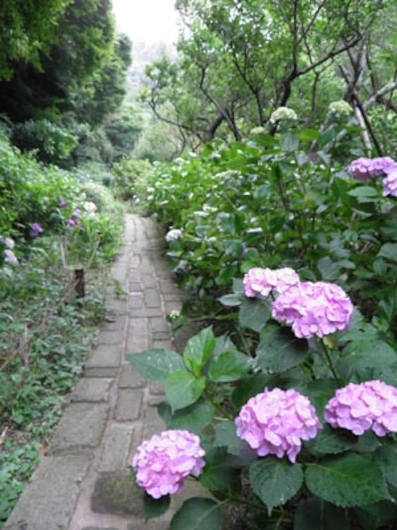 アジサイ咲く瑞泉寺の道
