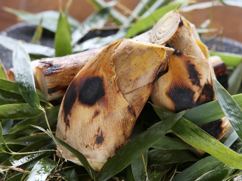 【強肴】山独活と筍の炭火焼き
