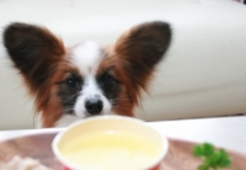 inu
