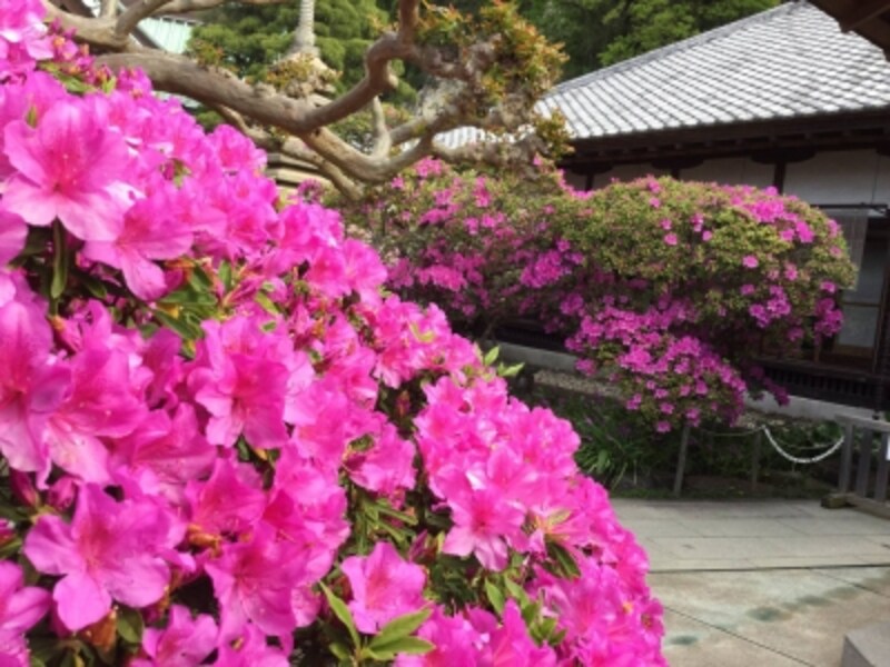 安養院のオオムラサキツツジ。5月上旬に最盛期を迎える