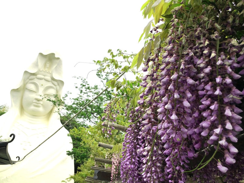 大船観音のフジ(2018年4月24日撮影)