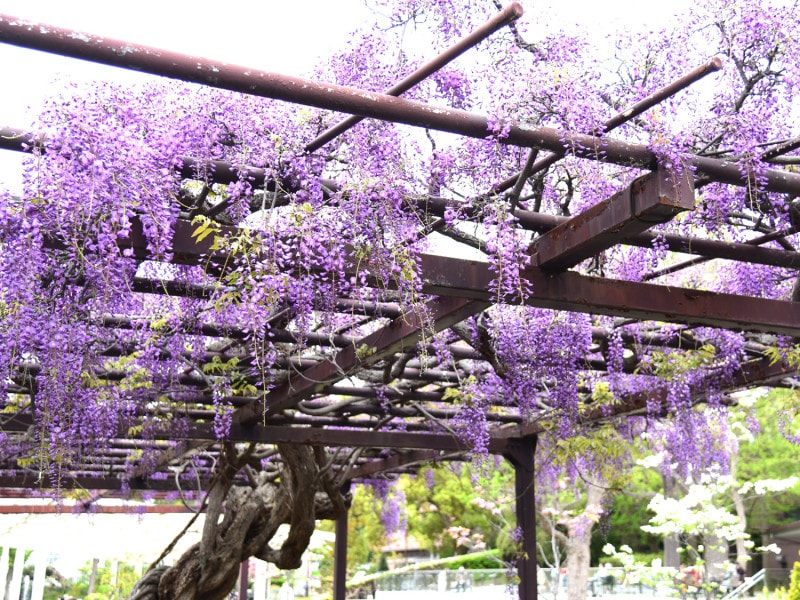 大船フラワーセンターのフジ棚(2018年4月17日撮影)