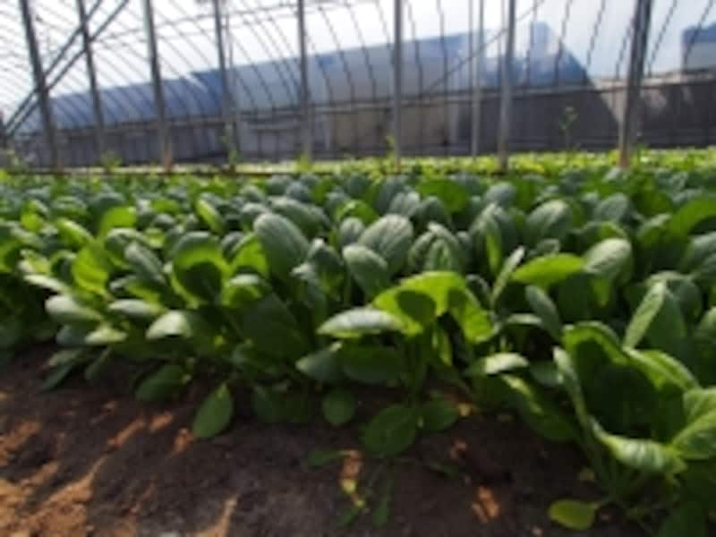 見ているだけで元気になりそうな小松菜畑