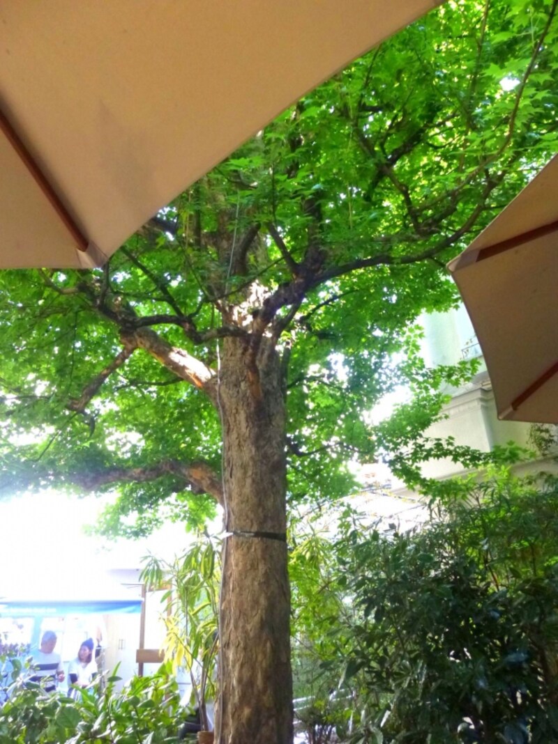 中庭のメイプルの木の下で