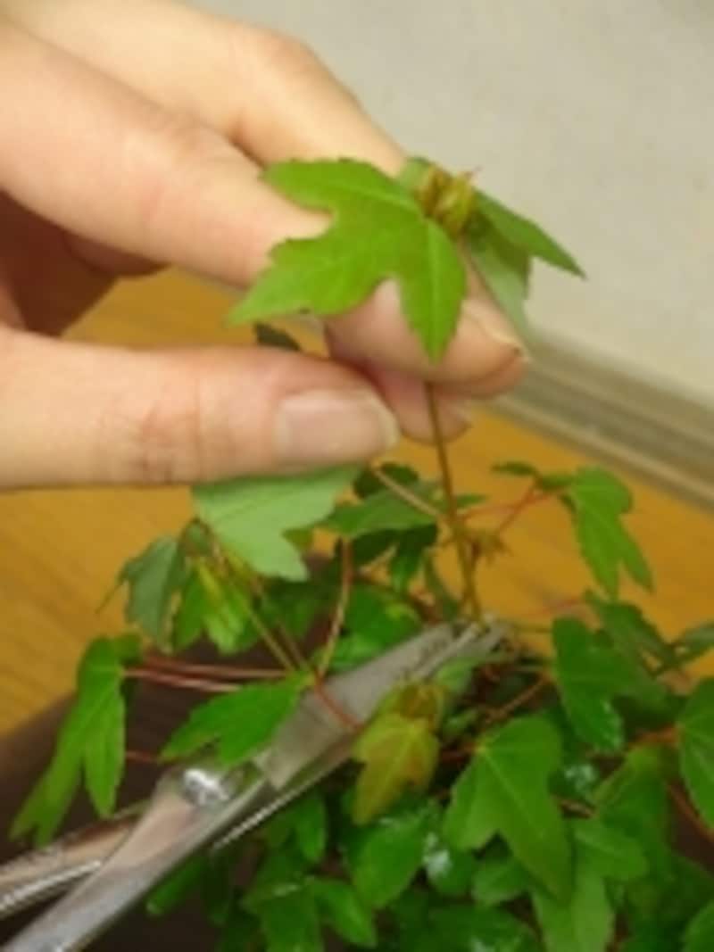 枝を切る時は元気な葉の上で切る