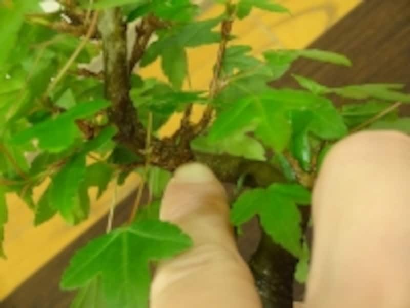 幹や枝のカーブの内側から出ている枝