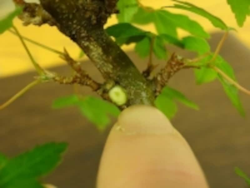 三又枝といわれる切るべき枝