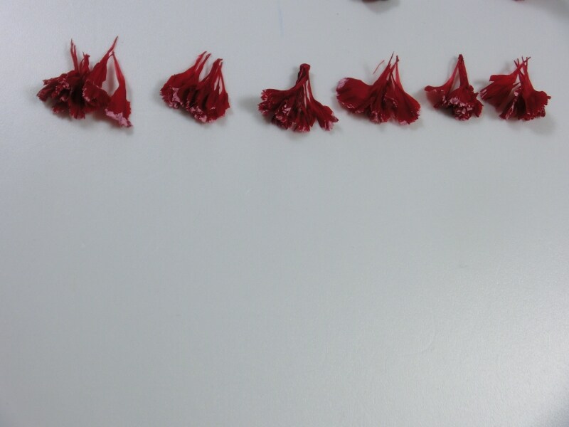 カーネーションプリザ母の日