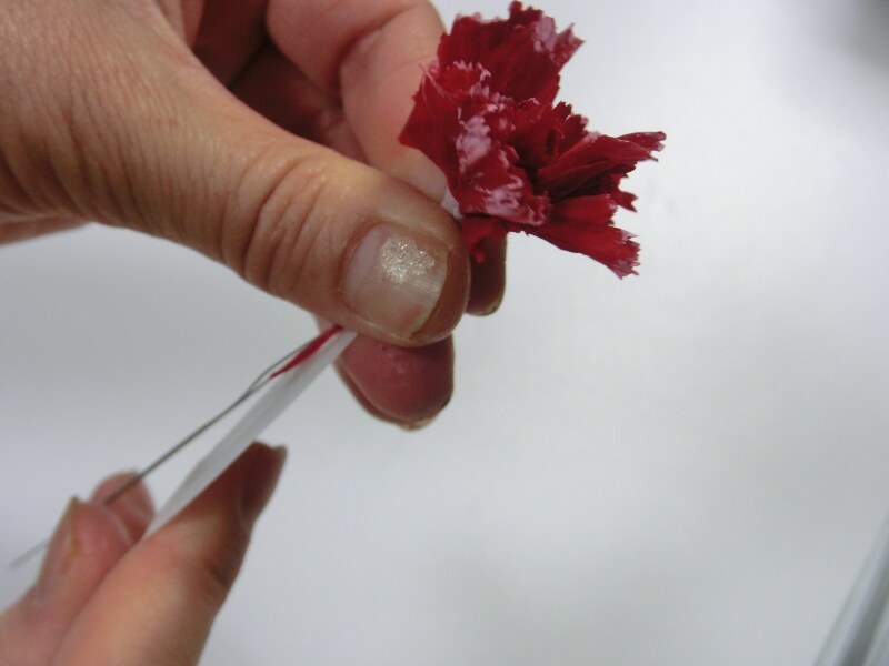 カーネーションプリザ母の日