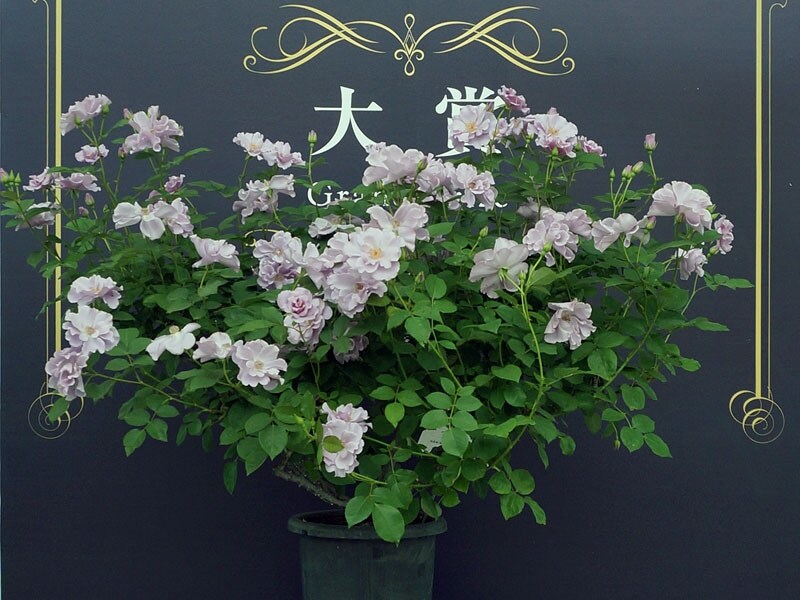 鉢植え部門大賞「ペーパームーン」