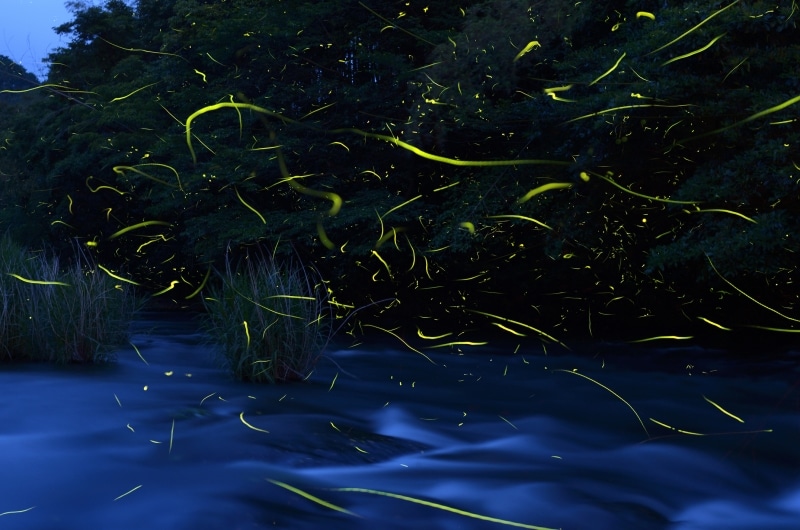 光でコミュニケーションをとるホタル