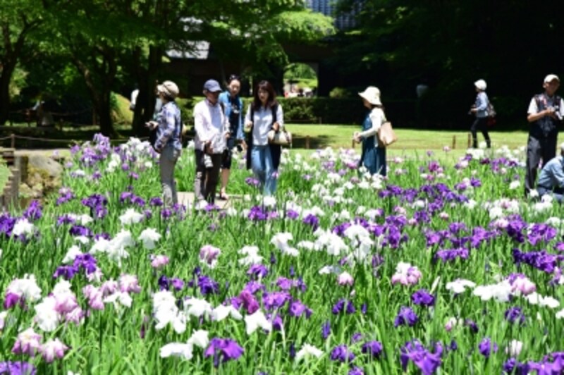 期間限定で公開される本堂後庭園に咲くハナショウブ