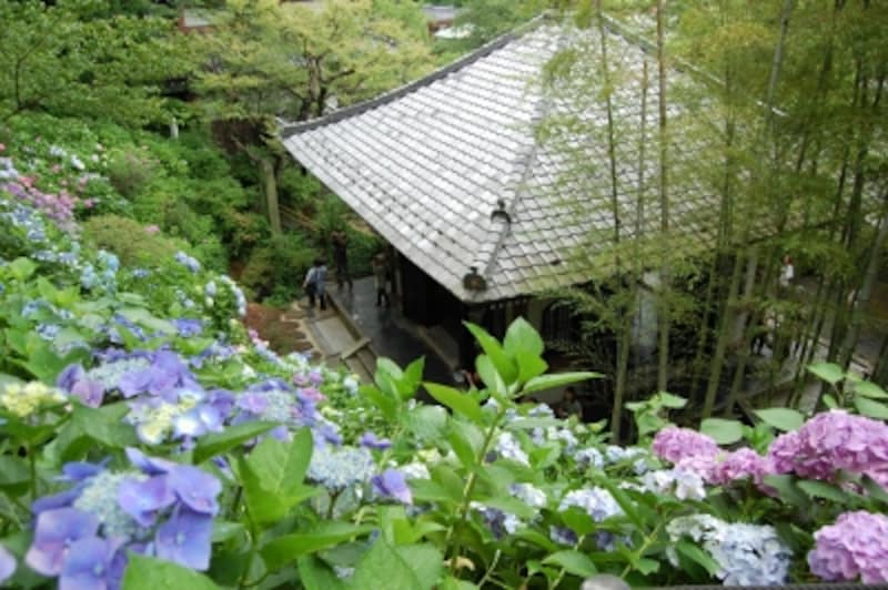色とりどりの花を咲かせる長谷寺のアジサイ