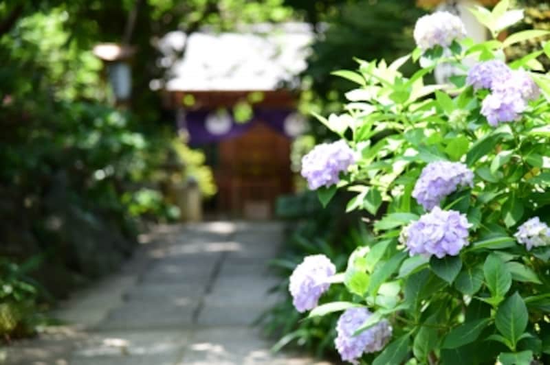 葛原岡神社のアジサイは、源氏山が市街地より少し標高が高いためか、例年やや遅咲きで、6月下旬頃に見頃をむかえる