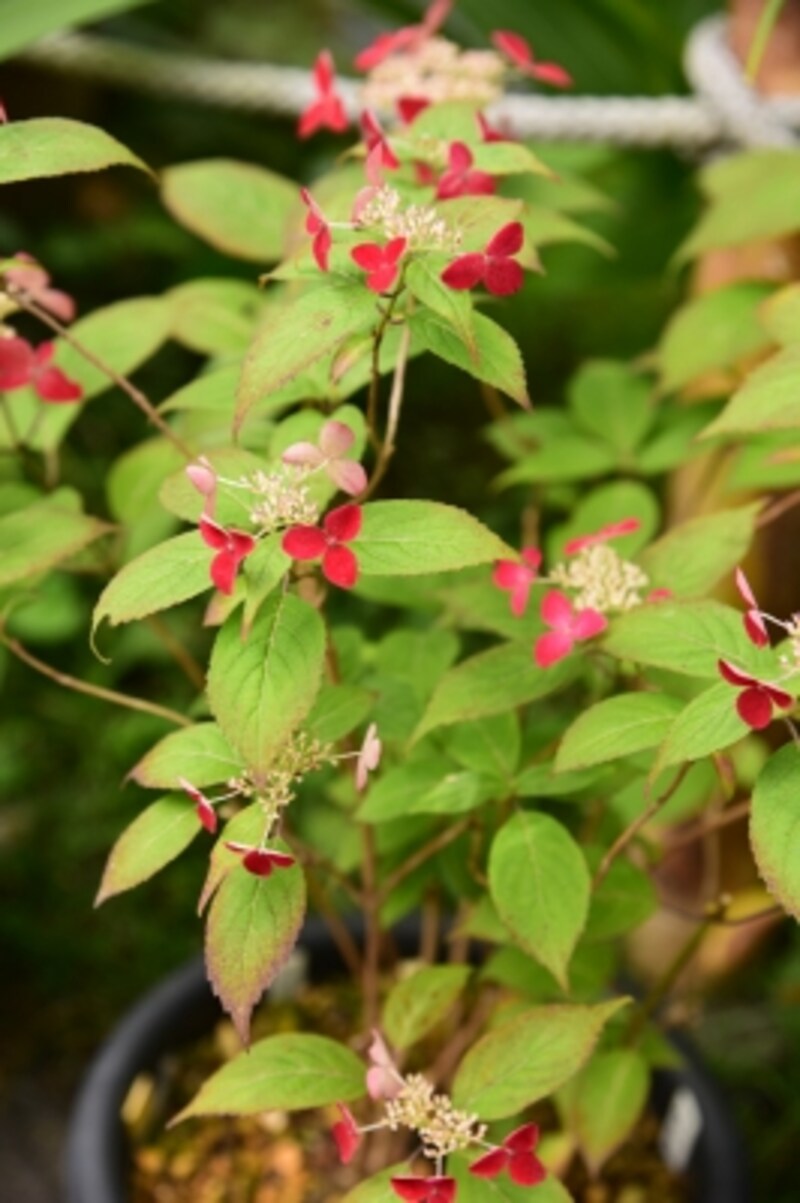 光則寺のアジサイは鉢植えが中心。写真は「クレナイ」という種類のヤマアジサイ