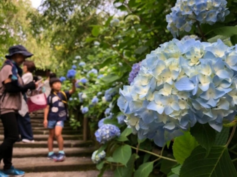2018年は例年よりも色付きが早い(2018年5月28日撮影)