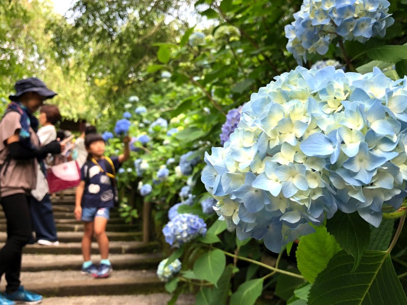 2018年は例年よりも色付きが早かった(2018年5月28日撮影)