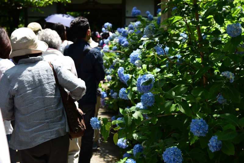 明月院門前には、行列ができることもしばしば
