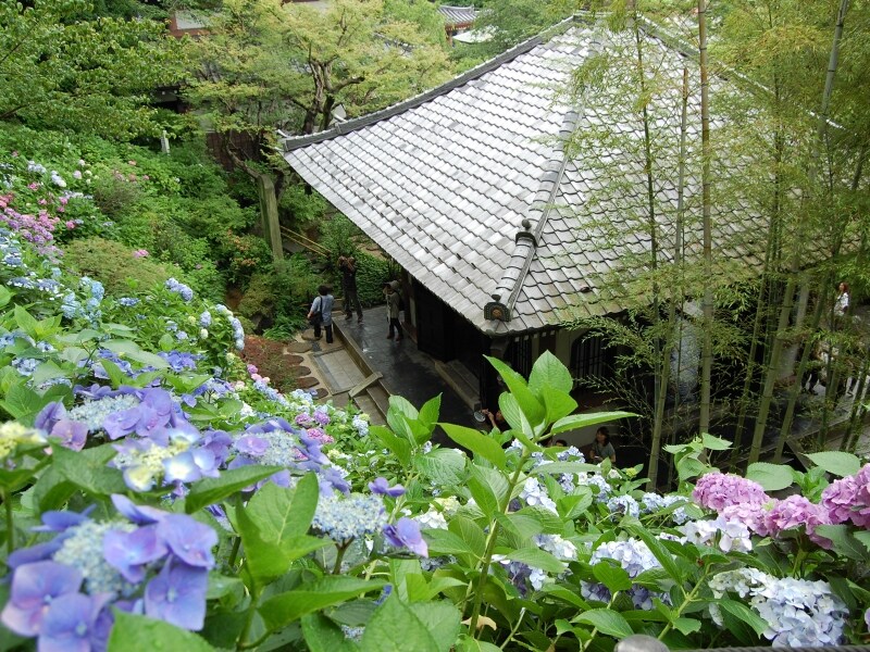 長谷寺のアジサイ