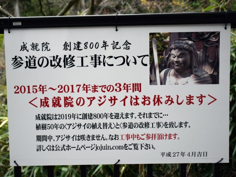 成就院のアジサイお休みのお知らせ