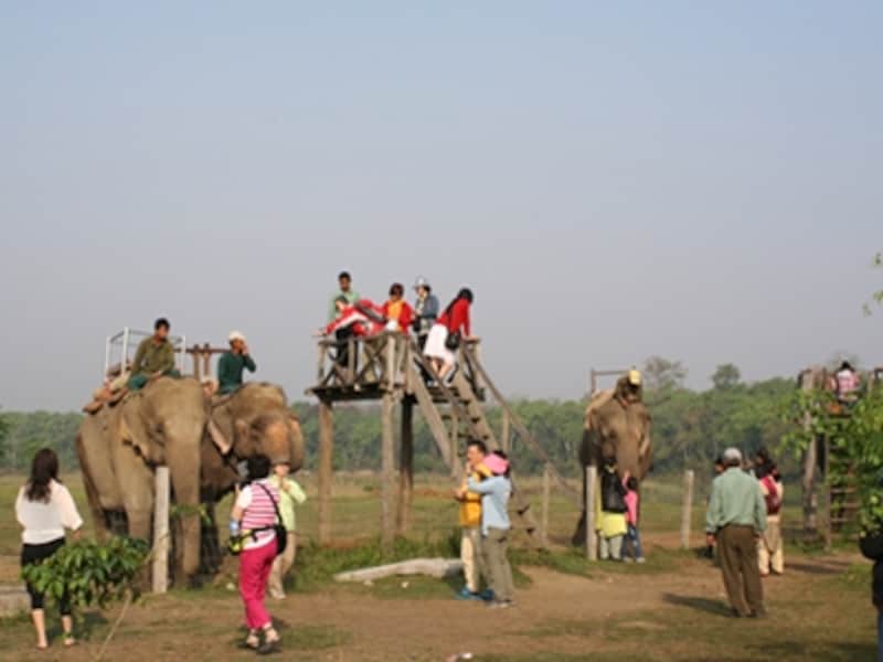チトワン国立公園エレファントジャングルサファリ