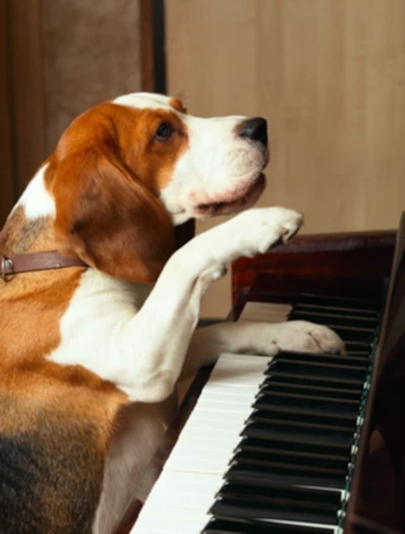 犬とピアノの写真
