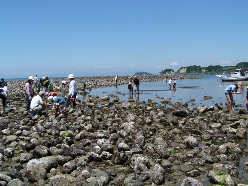 たくさんの丸石による磯が出現した和賀江島