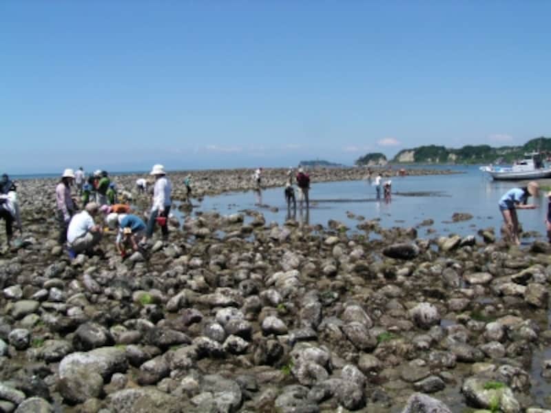 たくさんの丸石による磯が出現した和賀江島