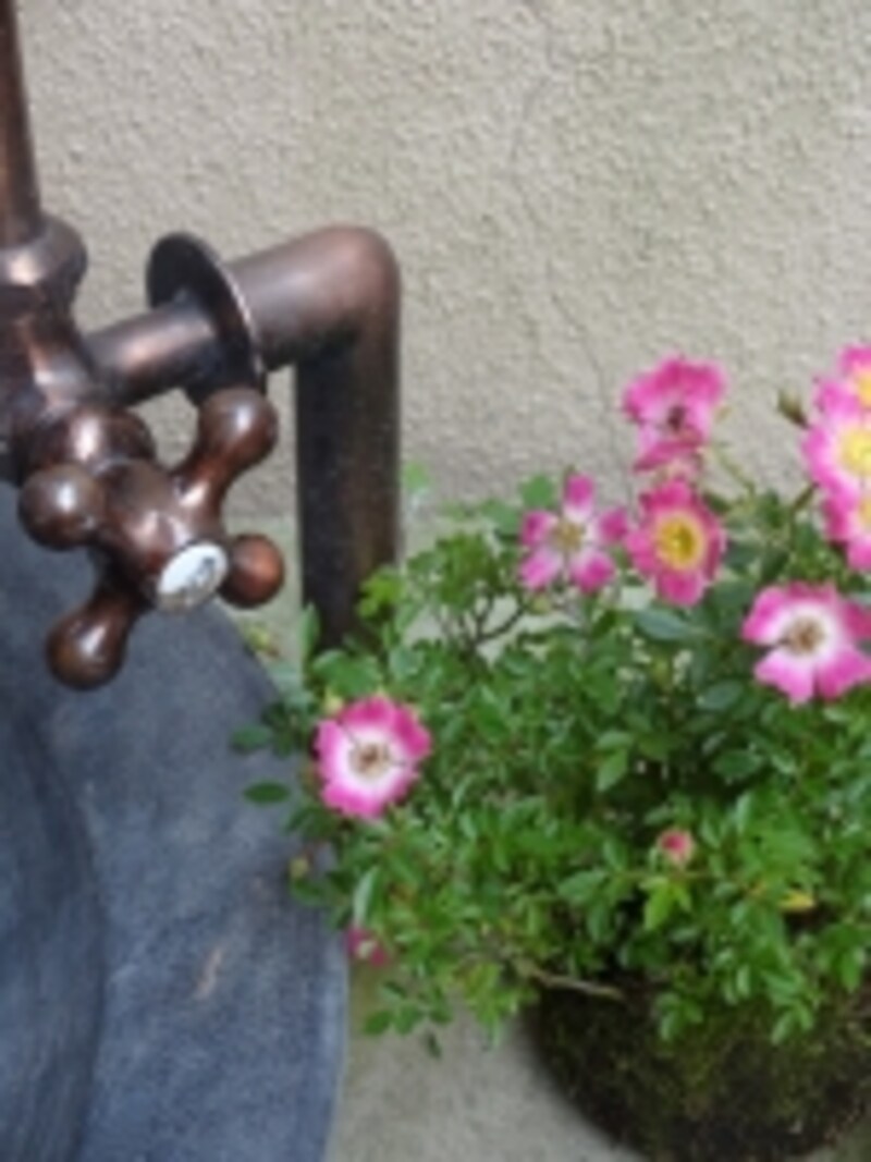 ノイバラの苔玉