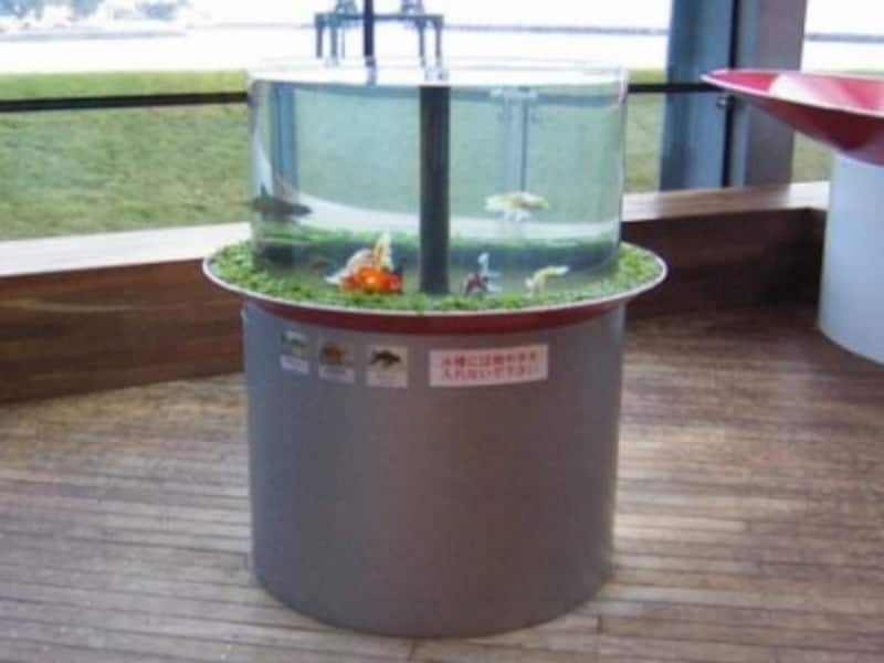 円筒状の金魚水槽