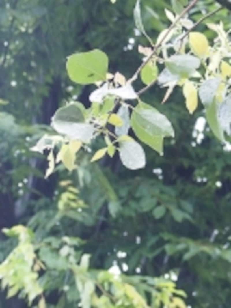 雨にうたれる木の葉