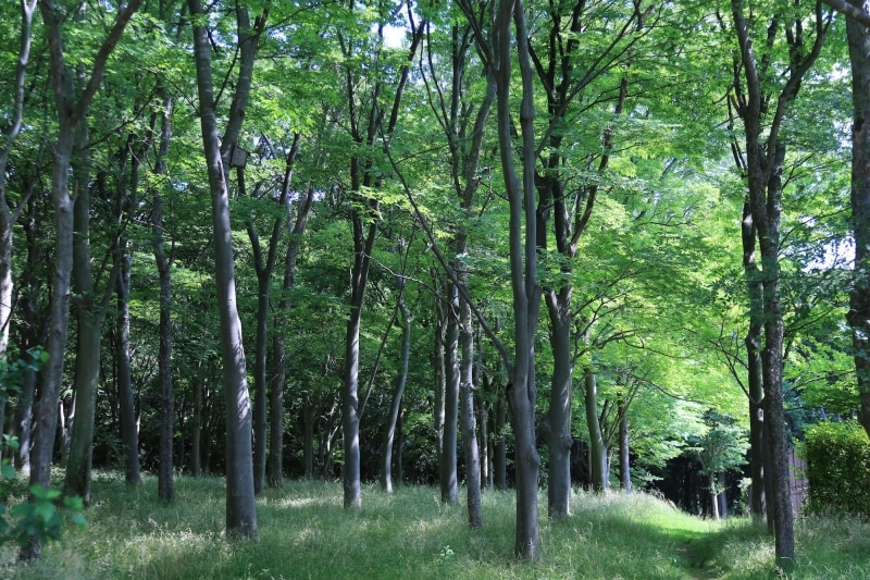 緑色が深くなっている