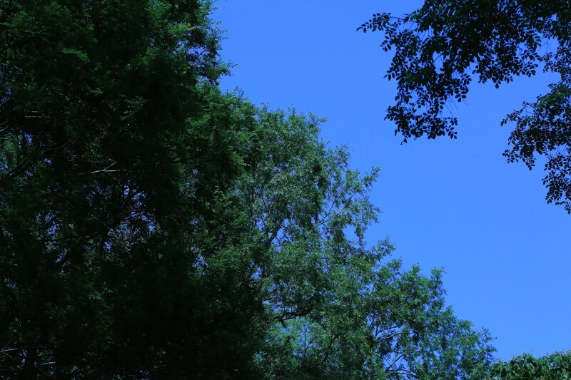 緑にも数々の色がある