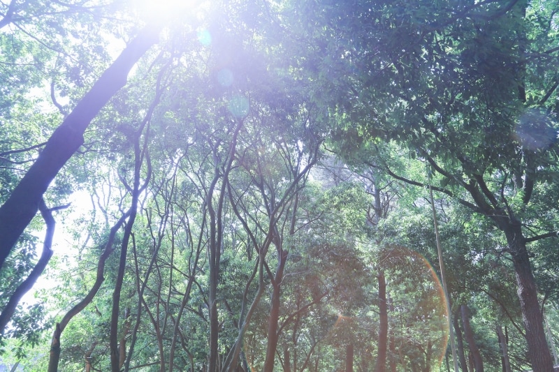 わざと太陽を入れる