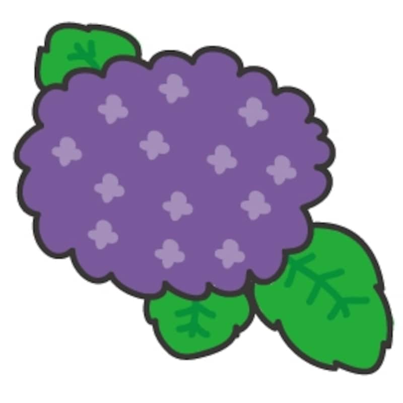 あじさい　梅雨　イラスト　カラー　かわいい