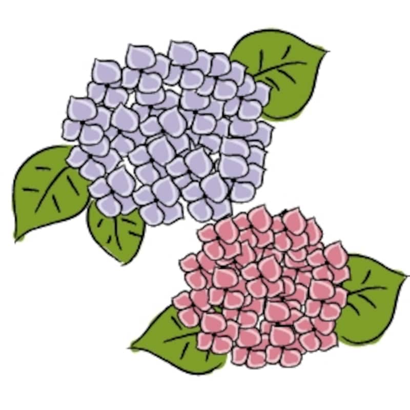 あじさい　梅雨　イラスト　カラー　かわいい