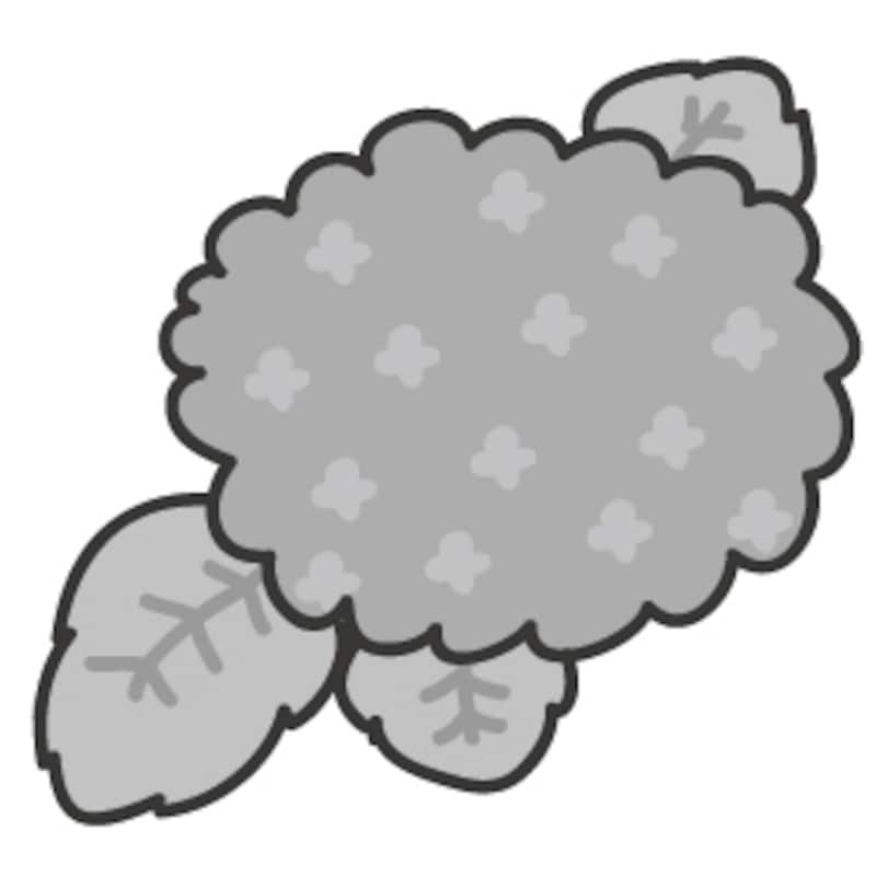 あじさい　梅雨　イラスト　白黒　かわいい
