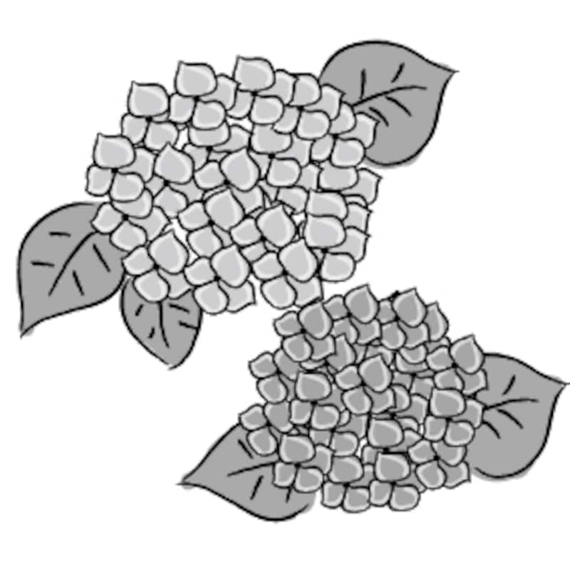 あじさい　梅雨　イラスト　白黒　かわいい