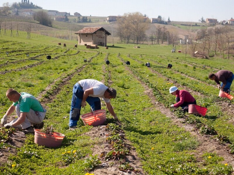 「GROM」の自社農園「Mura Mura」