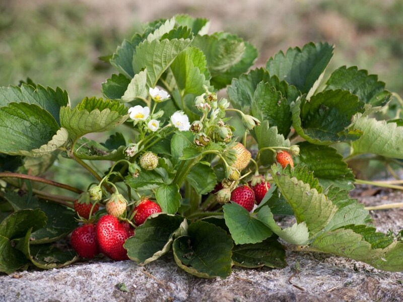 「ロリポップ」の原料に使われている自社農園「Mura Mura」産イチゴ