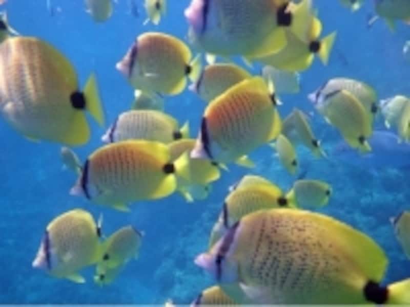ハナウマ湾 シュノーケリング