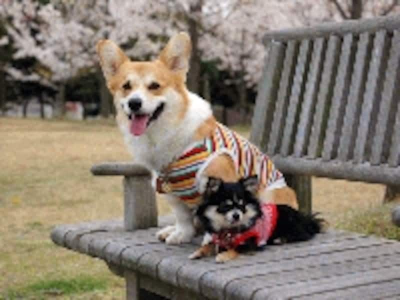 いざという時のために愛犬と自分に合ったペット保険