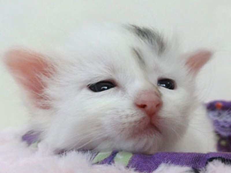 眠る体勢で睡魔を待ちます