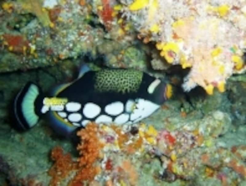 色とりどりの魚