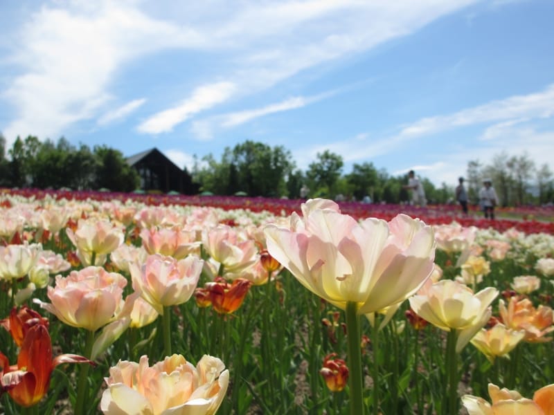 カントリーガーデン