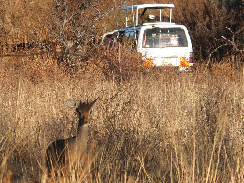 dikdik