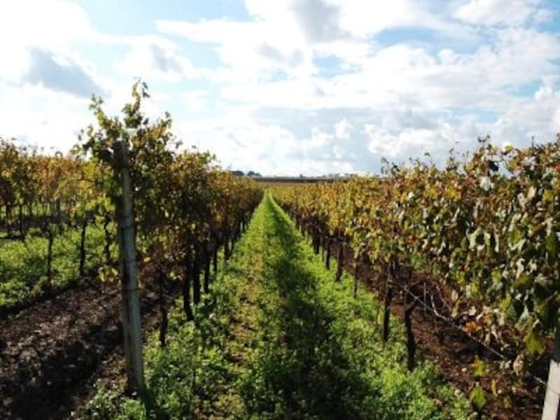 平坦な土地に広々と広がるローマ近郊のブドウ畑。海からの潮風が気持ちいい