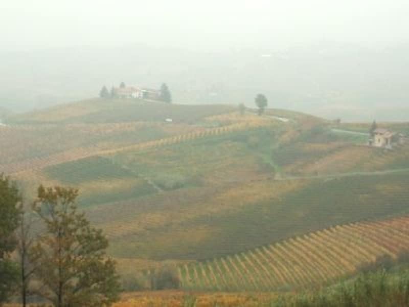 秋の紅葉時期から冬には霧もかかるピエモンテ州のブドウ畑