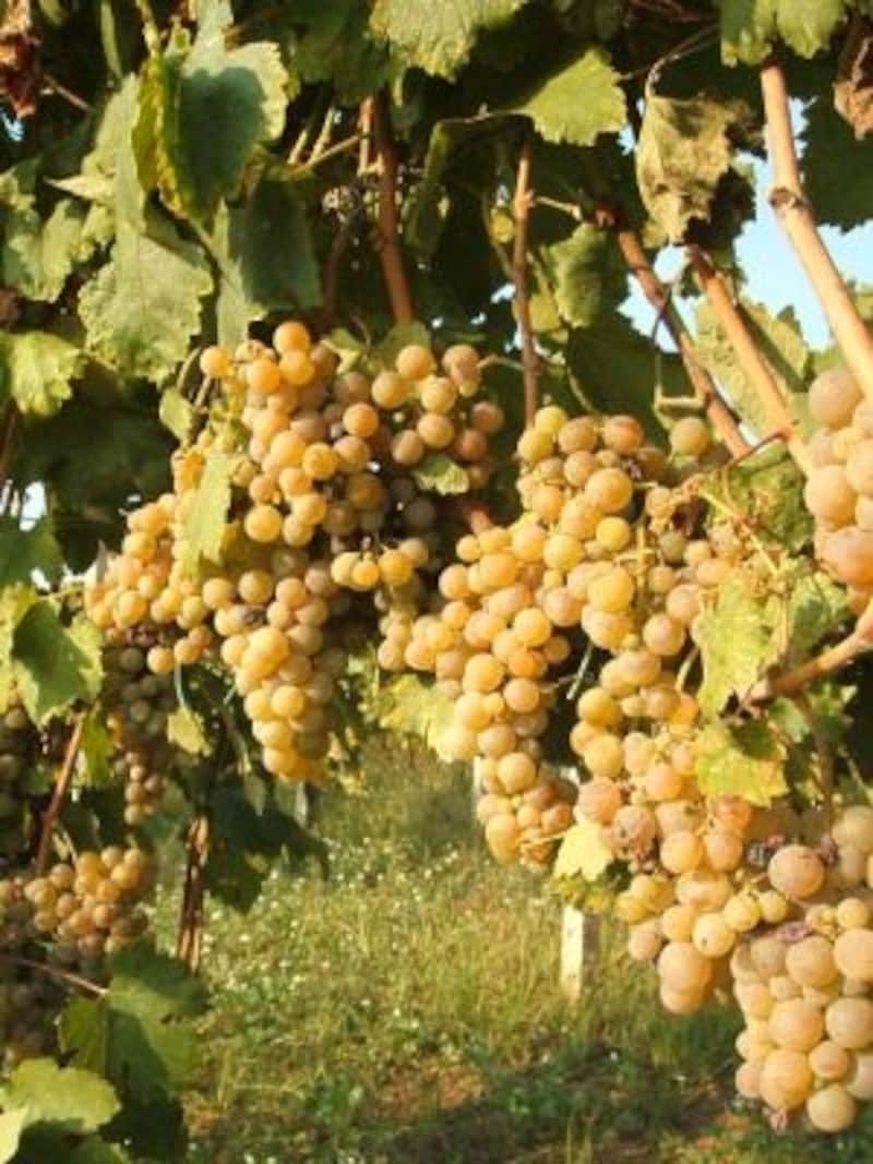 ２千種類以上を数える「土着品種」。イタリアでも土着品種のブドウを使ったワインが人気