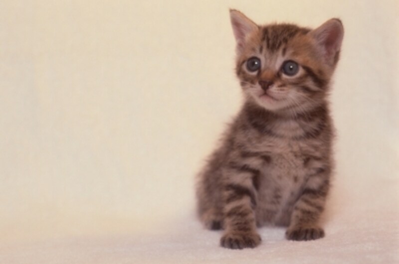 猫に好かれる方法とは 猫にモテる人の特徴3つ 猫 All About